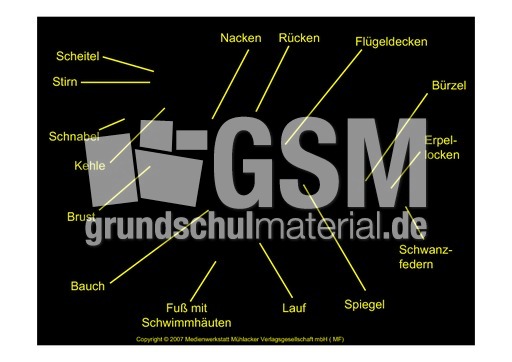 Körperbau-Stockente.pdf